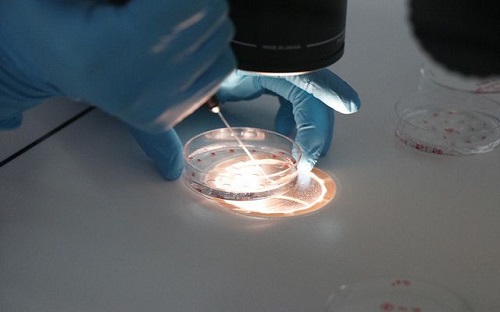 试管婴儿胚胎着床需要几日？